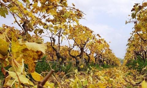 Sarıgöl’de sararan bağlarda budama çalışmaları devam ediyor