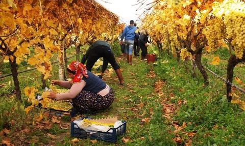 Sarıgöl'de Sultaniye üzüm hasadında sona doğru