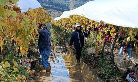 Sarıgöl'de yağmur altında üzüm hasadı sürüyor