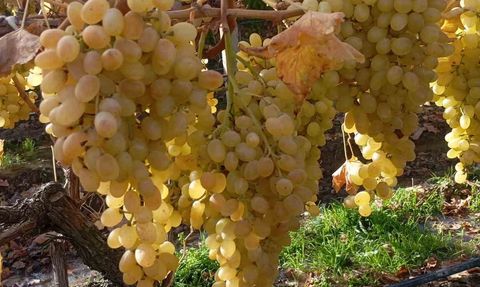 Sarıgöl'de Yılbaşı Üzümü Hasadı Başladı