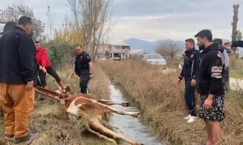 Serik'te su kanalına düşen inek itfaiye tarafından kurtarıldı