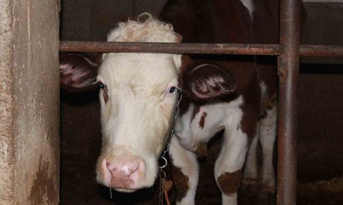 Siirt’te 3,5 Ayda 54 Büyükbaş Telefı: Besicinin Zararı Yaklaşık 8 Milyon TL