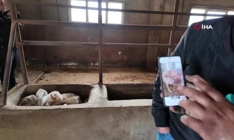 Siirt'te 3 buçuk ayda 54 büyükbaş telef oldu, zarar 8 milyon lira