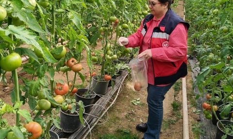 Simav'da sera domateslerinde hasat öncesi pestisit denetimi