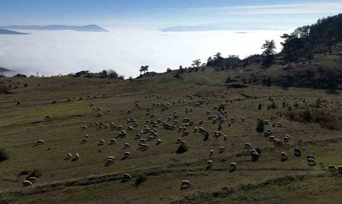 Sinop’ta sis denizi: Durağan’da kartpostallık manzaralar