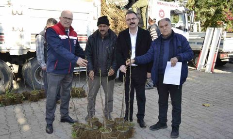 Sultanhisar'da üreticilere 9 bin 500 fidan dağıtıldı