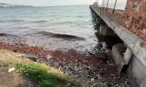 Tekirdağ kıyısında poyrazın taşıdığı kızıl yosunlar birikti