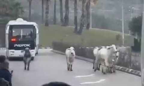 Tırdan kaçan anguslar Hatay sokaklarında