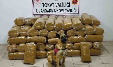 Tokat’ta otomobilde 485 kilogram kaçak tütün ele geçirildi