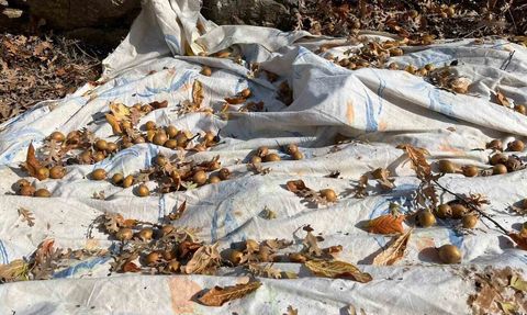 Toros Dağları'nda 25-30 Yıl Önce Aşılanan Ağaçlar Akseki'ye Gelir Sağlıyor