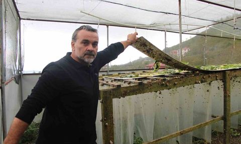Trabzon'dan dünyaya 'Googlis': Helix Aspersa Maxima ile sürdürülebilir salyangoz üretimi