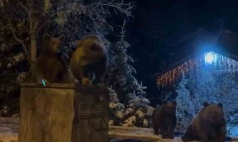 Uludağ eteklerinde kış uykusuna yatmayan ayılar çöp konteynerinde görüntülendi