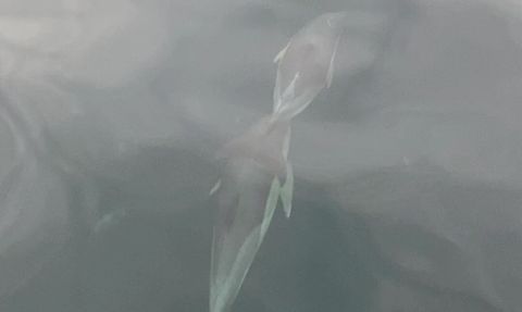 Ünye’de Yunusların Tekneyle Yarışı Görsel Şölen Yarattı