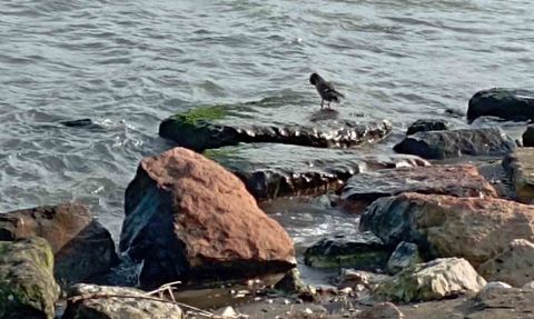 Ünye sahilinde 11 yaban ördeği görüntülendi