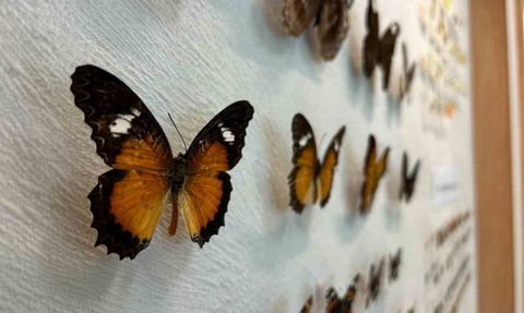 Van YYÜ Böcek Araştırma Koleksiyonu büyüyor: Binlerce kelebek arşivleniyor