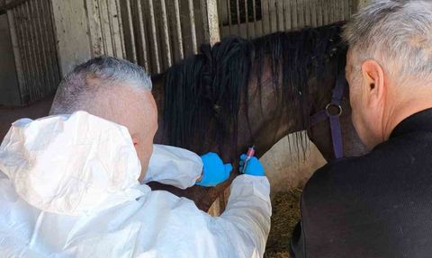 Weeping Tree isimli safkan İngiliz atının Bartın’daki sağlık taraması
