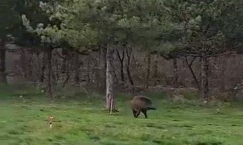 Yaban domuzu Trakya Üniversitesi kampüsünde görüntülendi