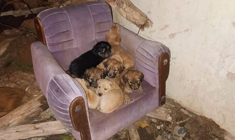 Yalvaç Hisarardı'da art arda köpek ölümleri, muhtar belediyeye tepki gösterdi