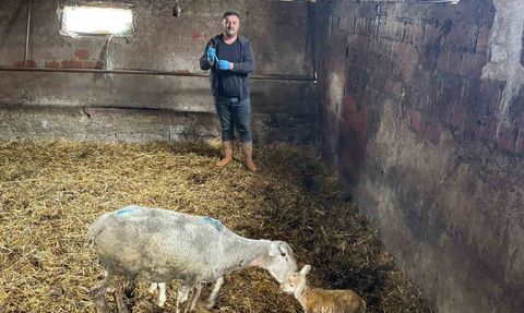 Yenişehirli üreticiler şapın yaralarını sarmak için destek bekliyor