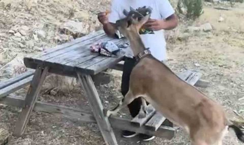 Yozgat'ta dağ keçisini elleriyle besledi