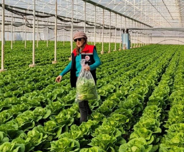 Buharkent’te 2025 Hasat Öncesi Pestisit Denetimi