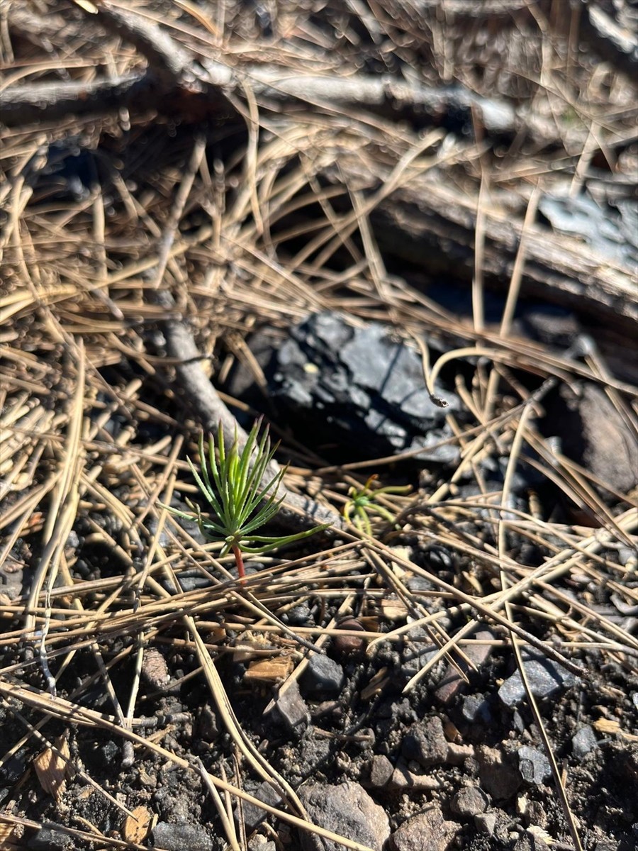 Antalya'nın Kemer ilçesindeki geçen yıl 5 günde kontrol altına alınabilen orman yangınının...