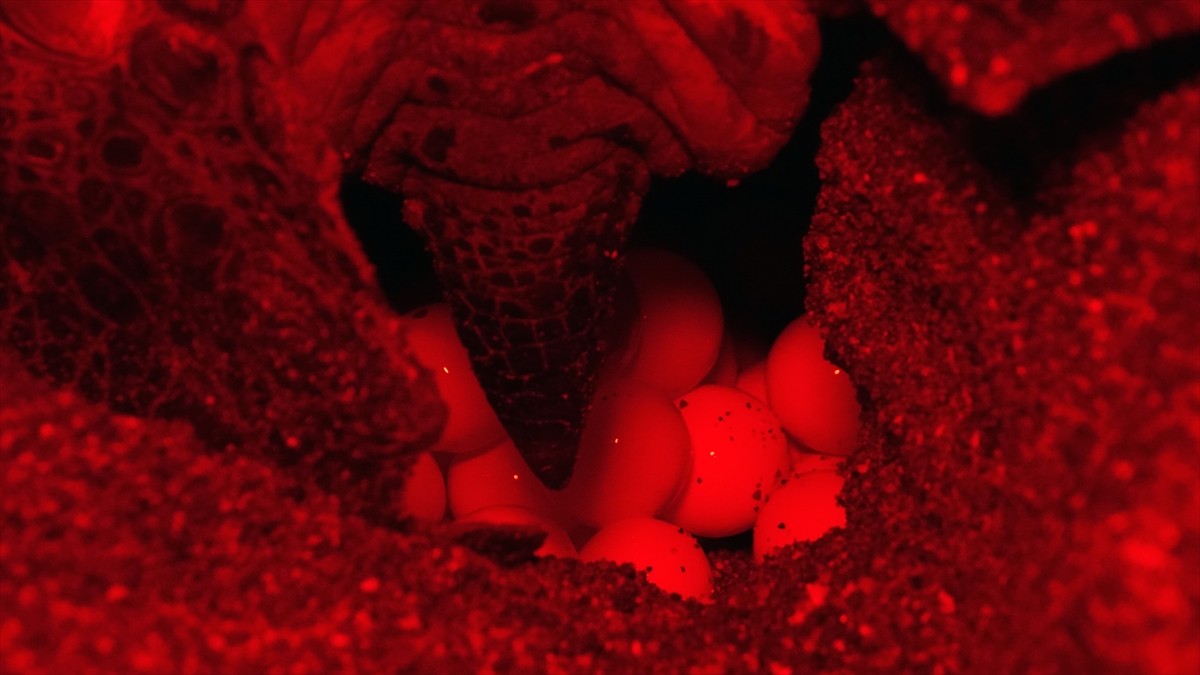 Antalya'nın Kızılot bölgesinde nesli tükenme tehdidi altındaki caretta carettaların kumsalı...