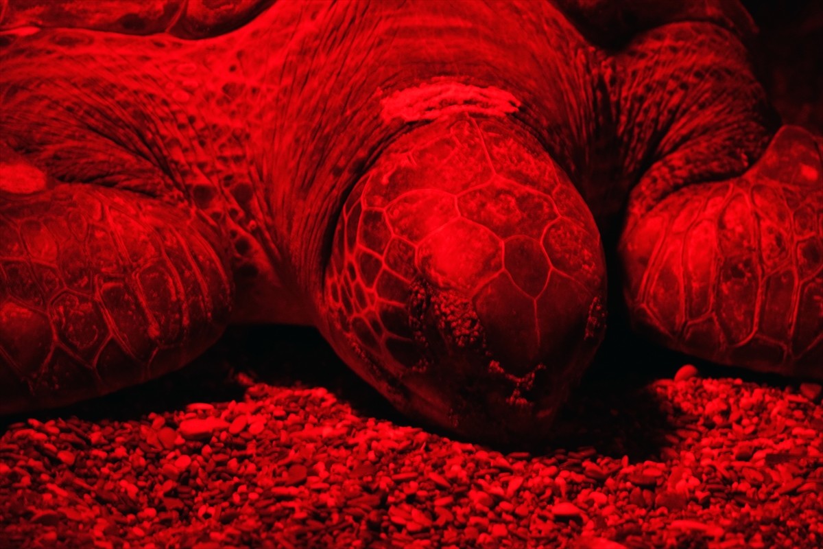 Antalya'nın Kızılot bölgesinde nesli tükenme tehdidi altındaki caretta carettaların kumsalı...