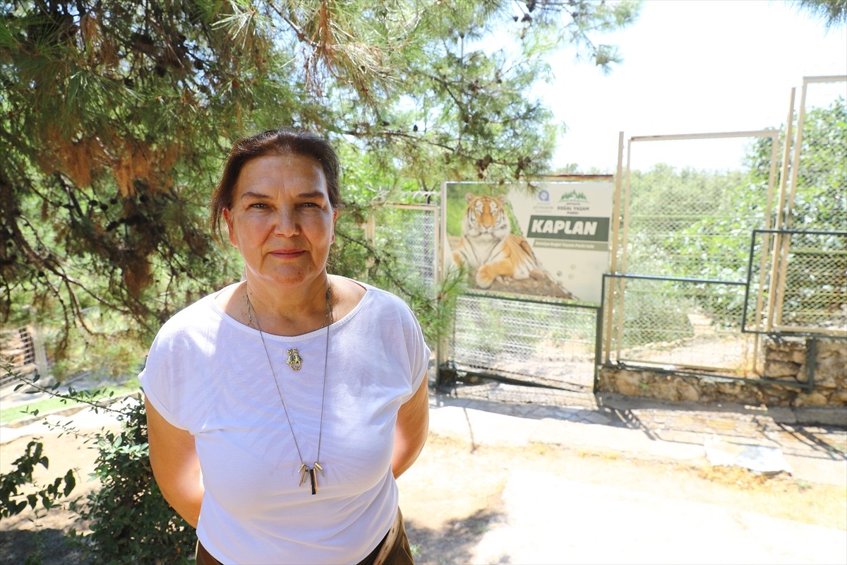 Antalya Büyükşehir Belediyesi Doğal Yaşam Parkı'nda yaşayan 2 Bengal kaplanına, kaplanları koruma...