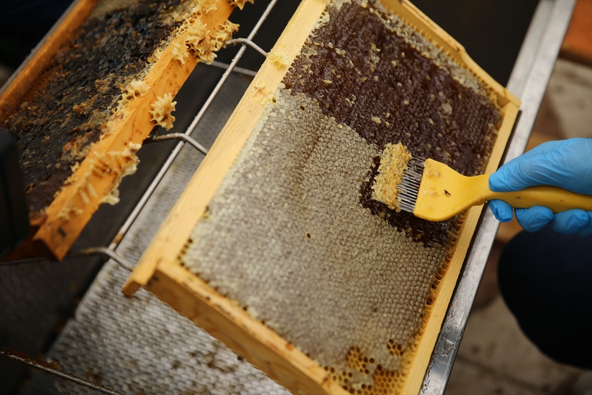 Avrupa Birliği'nden (AB) coğrafi işaret tescili almaya hak kazanan Bingöl balında hasat...