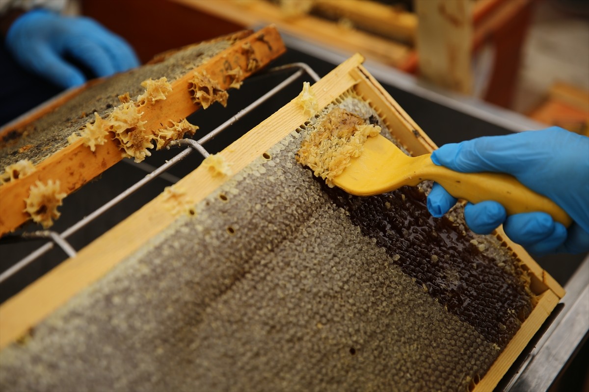 Avrupa Birliği'nden (AB) coğrafi işaret tescili almaya hak kazanan Bingöl balında hasat...