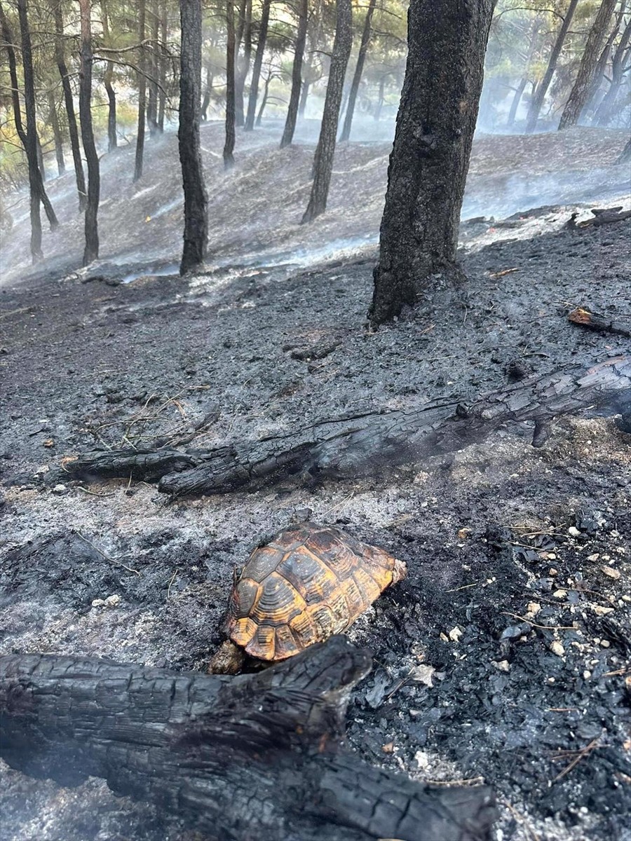 Denizli'nin Çivril ilçesinde çıkan orman yangını havadan ve karadan müdahaleyle kontrol altına...