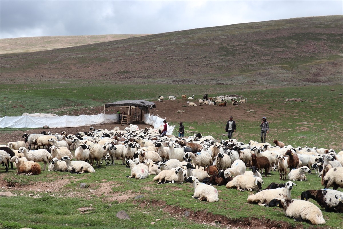 Erzurum'un 2 bin 600 rakımındaki Dumlubaba Yaylası'nda konaklayan göçerlerin günlük yaşamı zorlu...
