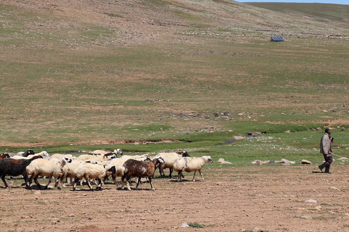 Erzurum'un 2 bin 600 rakımındaki Dumlubaba Yaylası'nda konaklayan göçerlerin günlük yaşamı zorlu...