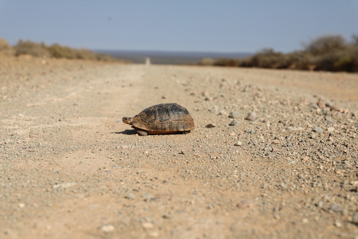 Güney Afrika Cumhuriyeti'nin güneybatısından başlayıp, Atlas Okyanusu sahilleri boyunca Namib...
