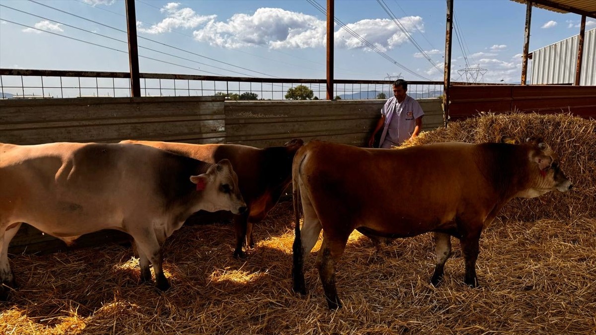 İzmir'in Tire ilçesindeki bir çiftlikte Ar-Ge çalışmalarıyla geliştirilen yerli boğalar, sperma...