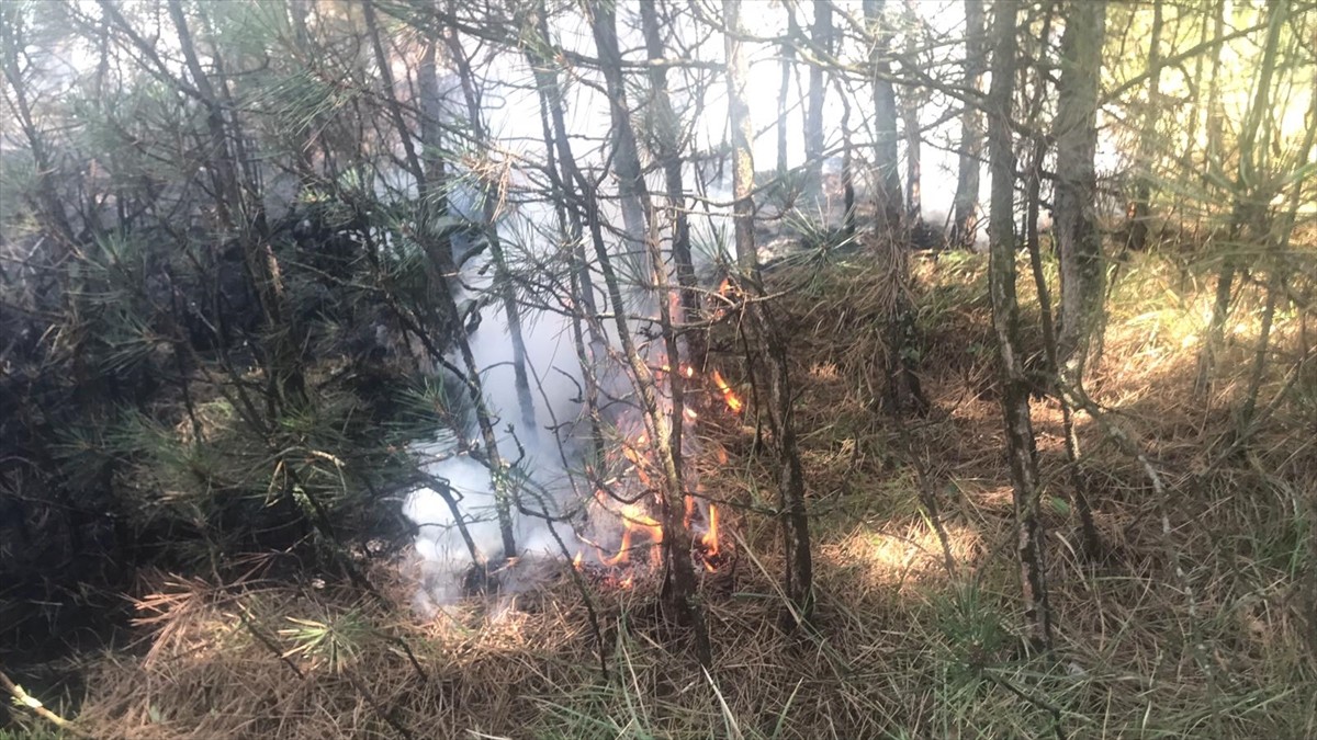 Karabük'te merkez ilçeye bağlı Kale ve Zopran köyleri mevkisindeki ormanlık alanda henüz...