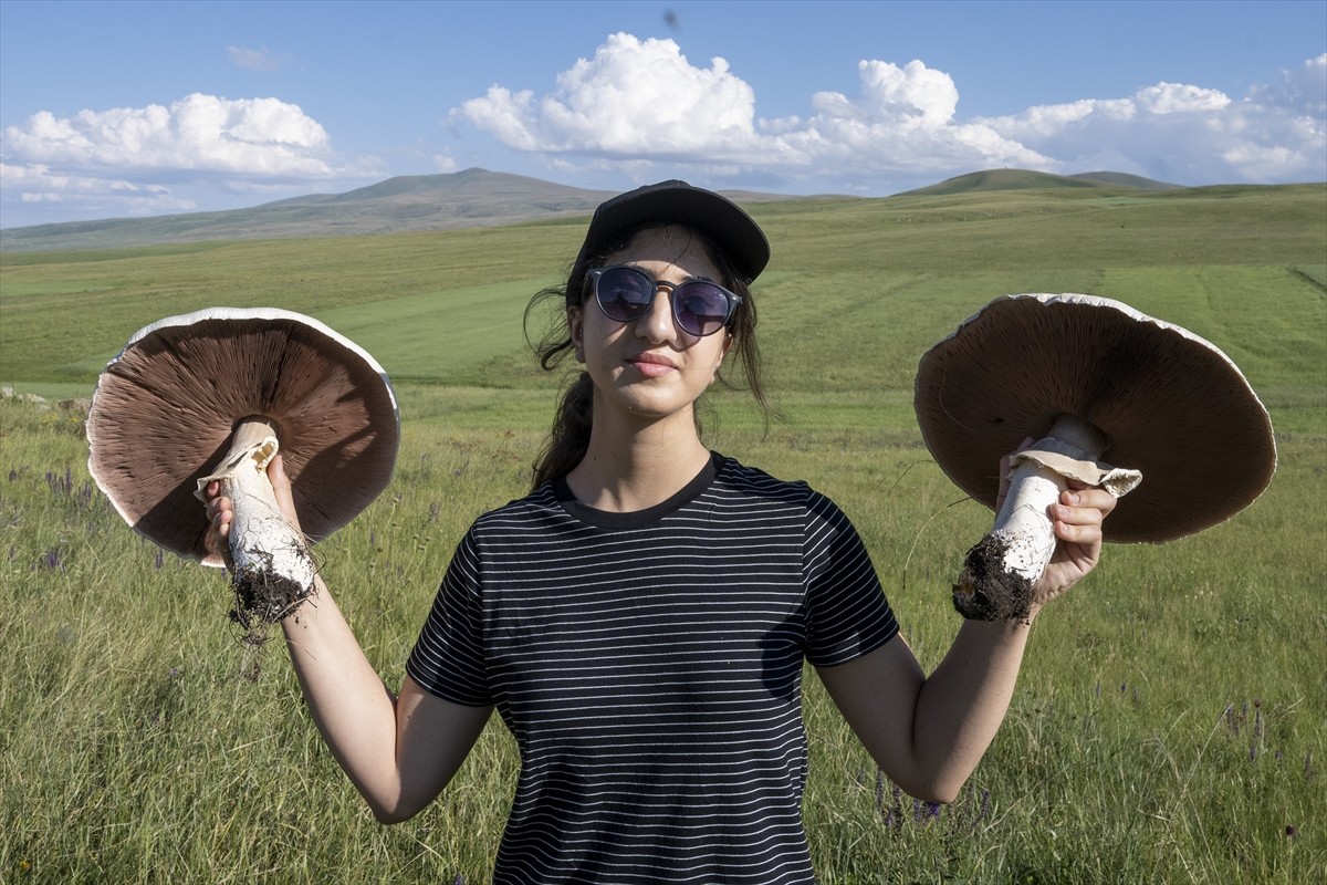 Kars'ta uzun bir süredir etkili olan sağanağın ardından çıkan dev mantarlar vatandaşları...
