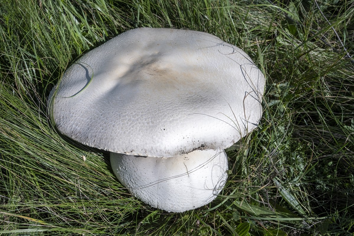 Kars'ta uzun bir süredir etkili olan sağanağın ardından çıkan dev mantarlar vatandaşları...