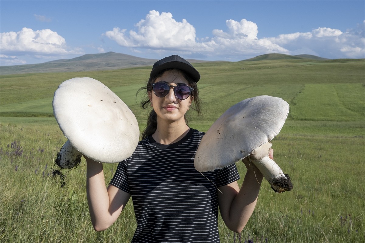 Kars'ta uzun bir süredir etkili olan sağanağın ardından çıkan dev mantarlar vatandaşları...