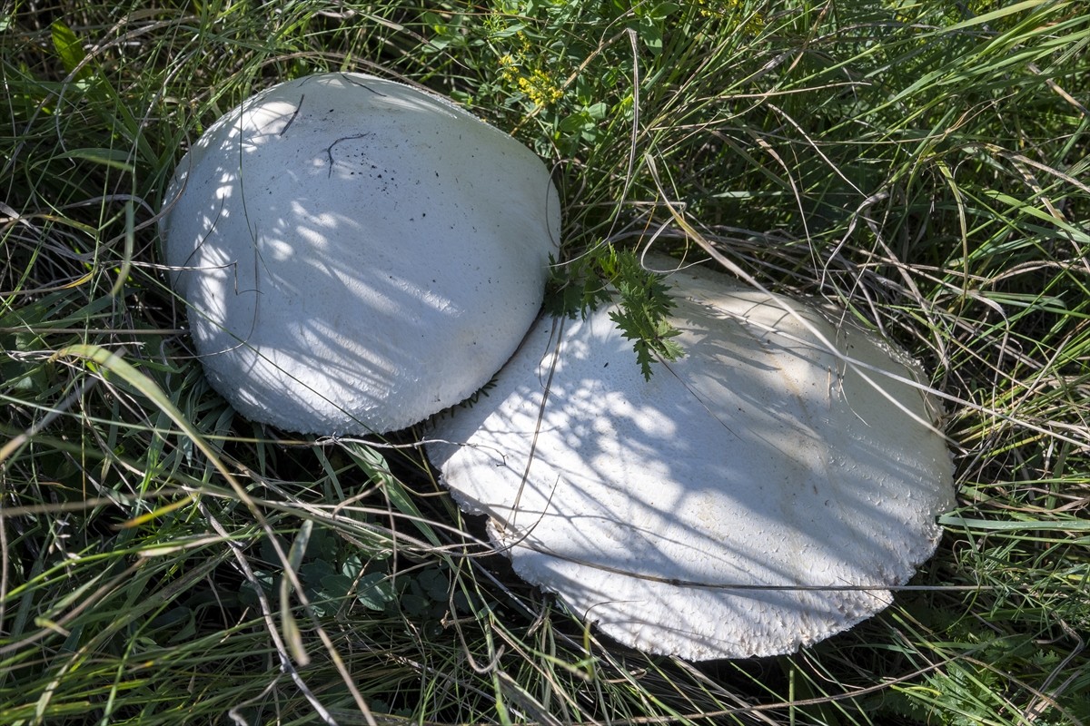 Kars'ta uzun bir süredir etkili olan sağanağın ardından çıkan dev mantarlar vatandaşları...