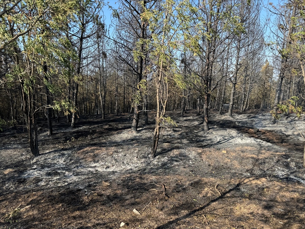 Kastamonu'da kontrol altına alınan orman yangınında, soğutma çalışmaları sürüyor.