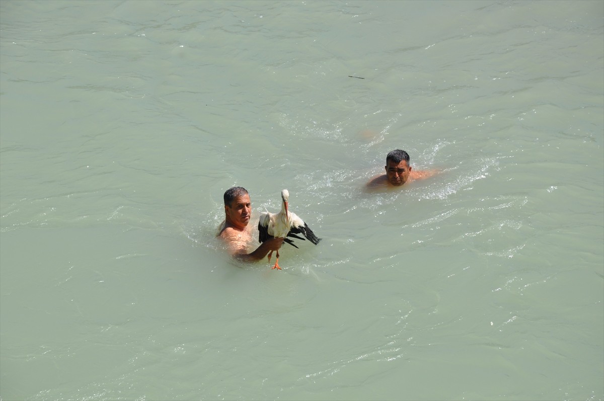 Mersin'in Silifke ilçesinde, kanadındaki kırık nedeniyle Göksu Nehri'ndeki adada mahsur kalan...