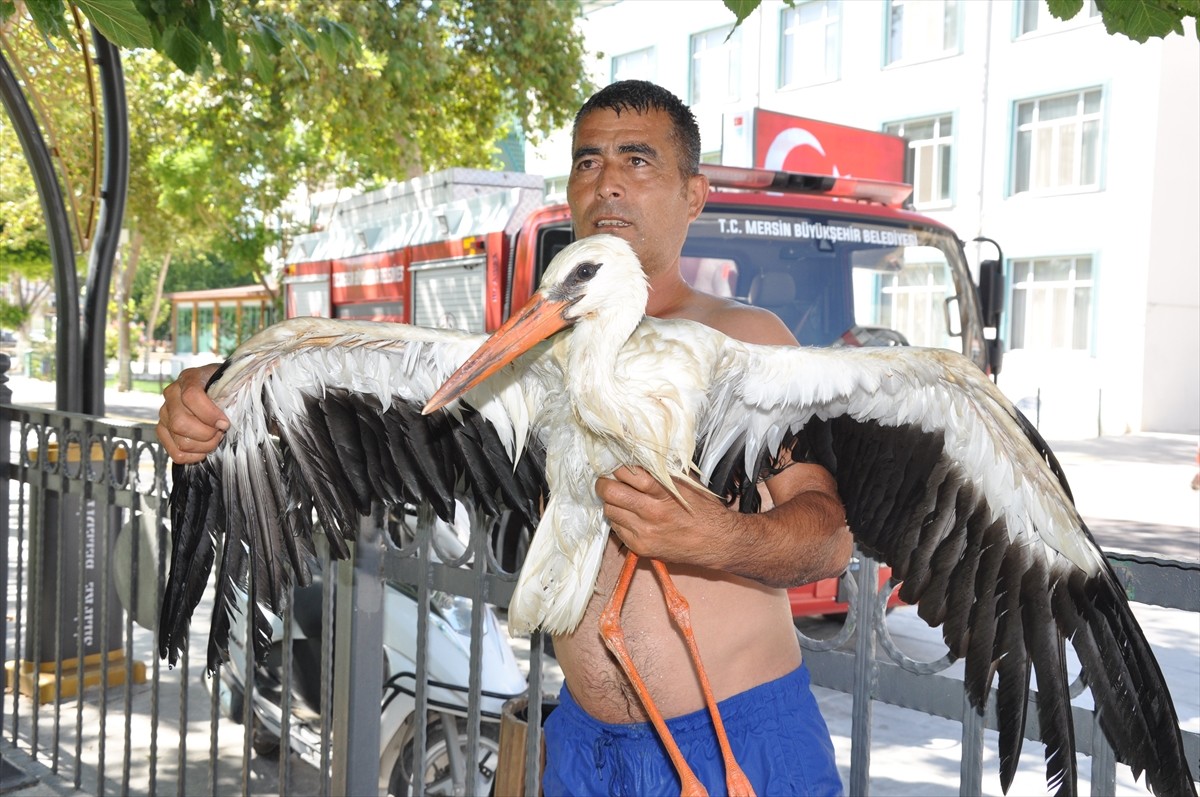 Mersin'in Silifke ilçesinde, kanadındaki kırık nedeniyle Göksu Nehri'ndeki adada mahsur kalan...