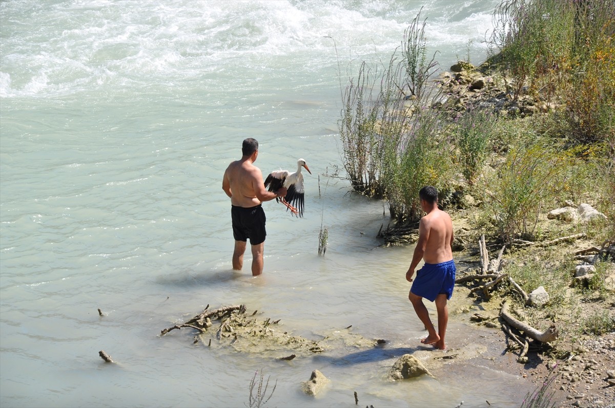 Mersin'in Silifke ilçesinde, kanadındaki kırık nedeniyle Göksu Nehri'ndeki adada mahsur kalan...