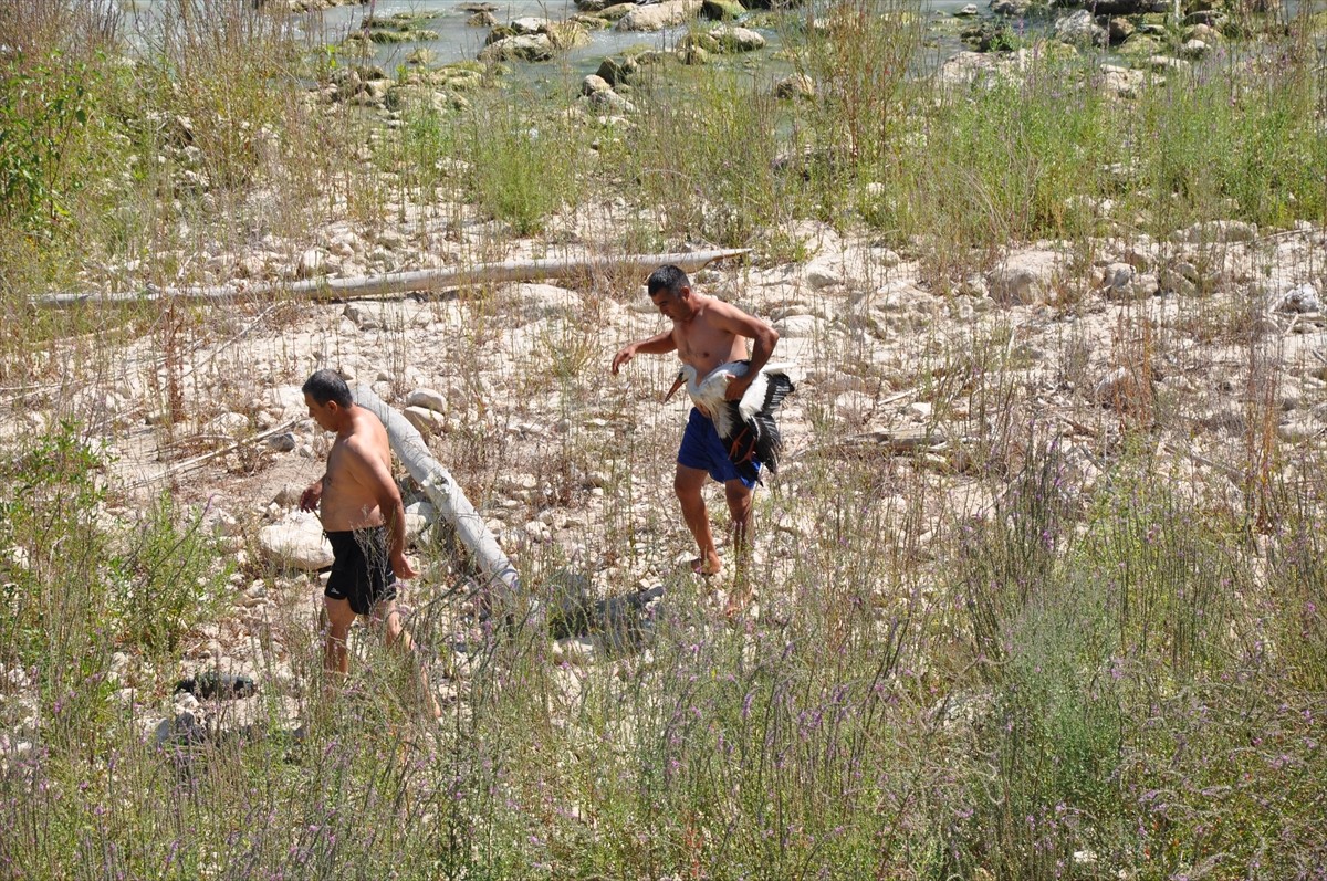 Mersin'in Silifke ilçesinde, kanadındaki kırık nedeniyle Göksu Nehri'ndeki adada mahsur kalan...