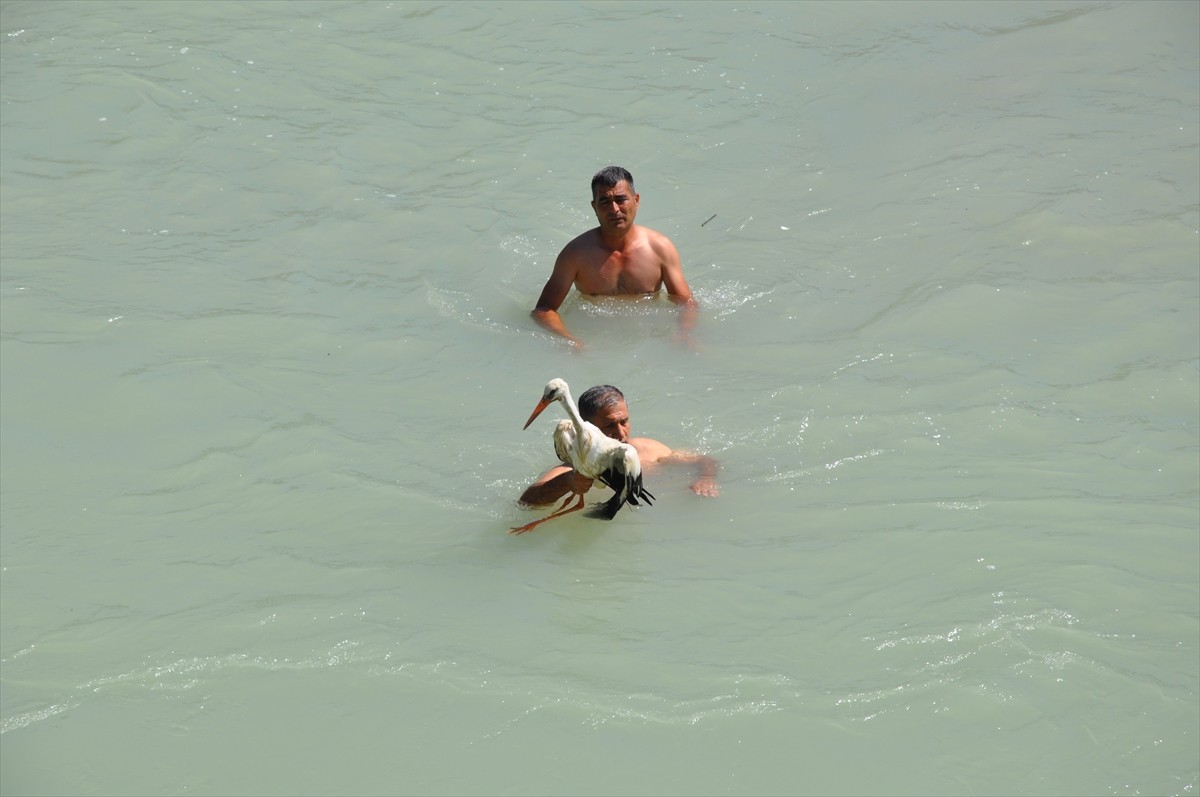 Mersin'in Silifke ilçesinde, kanadındaki kırık nedeniyle Göksu Nehri'ndeki adada mahsur kalan...