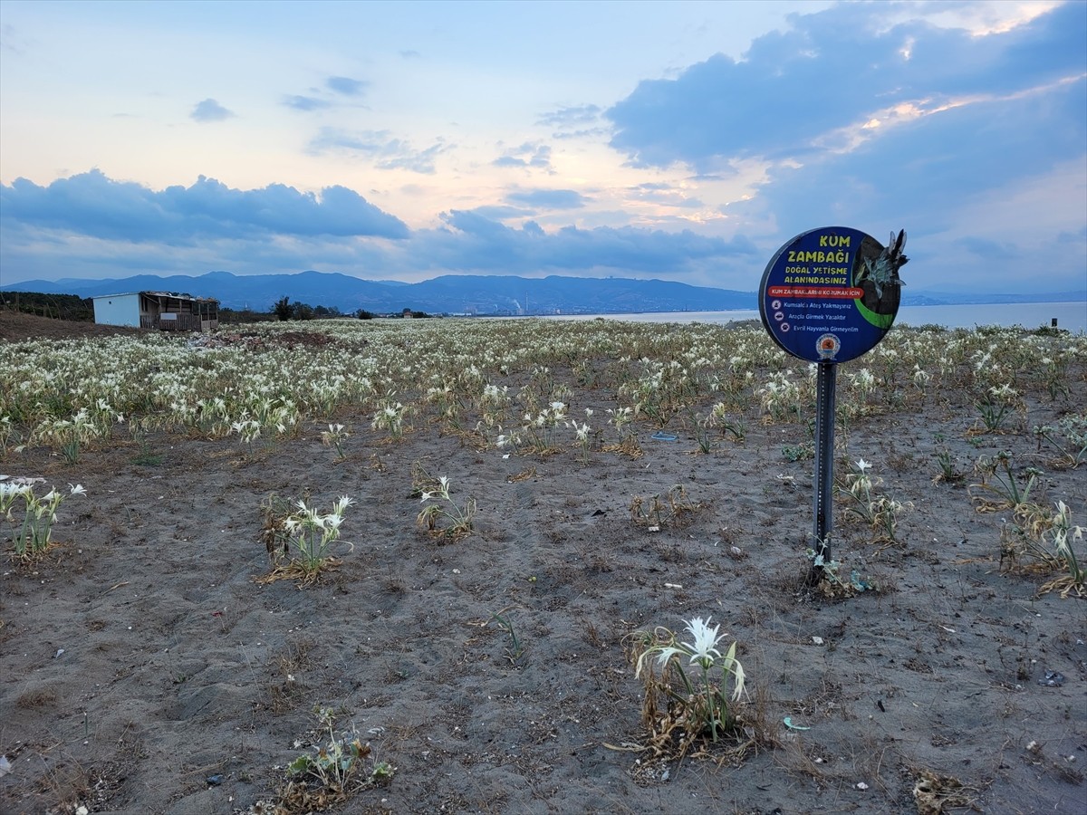 Samsun'un Çarşamba ilçesinde, yaklaşık 500 metre uzunluğa sahip kumsalda yetişen kum zambakları...