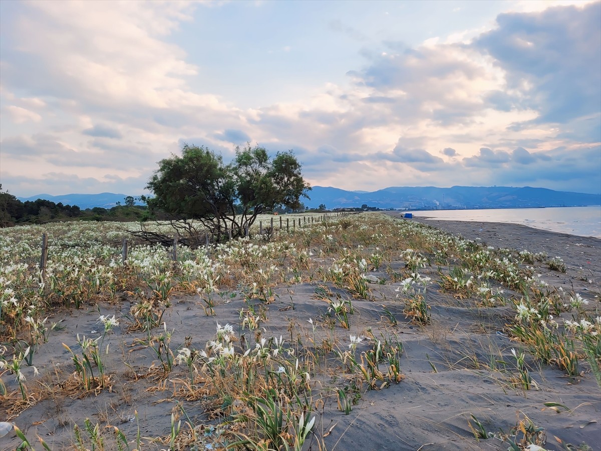 Samsun'un Çarşamba ilçesinde, yaklaşık 500 metre uzunluğa sahip kumsalda yetişen kum zambakları...