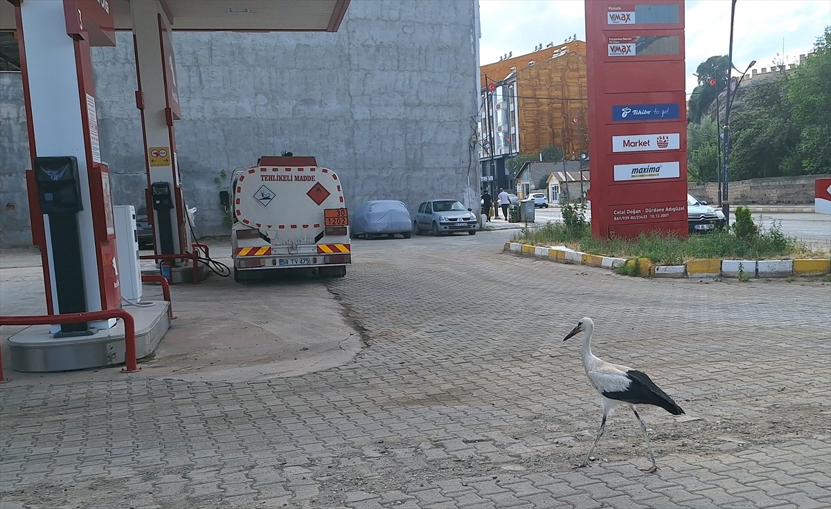 Sivas'ın Hafik ilçesinde bir leylek yavrusu uçamadığı için yakınındaki akaryakıt istasyonuna...
